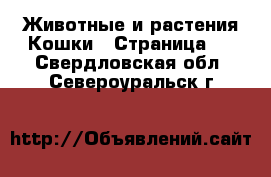 Животные и растения Кошки - Страница 3 . Свердловская обл.,Североуральск г.